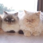 냥이 <b>짤방</b>~!! 2