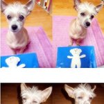 <b>노년</b>견 이빨에 관해서 ..(아시는분 좀 알려주세요 ㅜㅜ)