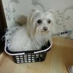 화장실 다녀와보니..... (귀염<b>폭발</b>) + 또 수정