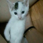 ★6주!★!!된 아기 고양이 <b>분양</b>하실분!!!봐주세요!