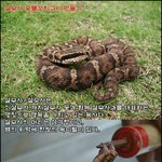 <b>살모사</b> 꼬치 구이