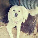 그레이트피레니즈♡<b>대두</b>,산만이,찌질이 육아일기♡