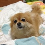 우리개 뽀또 <b>레어</b>사진 몇개 보고가세요~