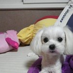 자기가 사람인줄 알고사는 <b>보리</b>