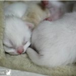 니다!!!!!!!!!!!정말 <b>동물</b>을 사랑하고 아끼시는 분만 봐주세요...