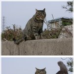 코<b>팔</b><b>때</b>이렇게파면시원함