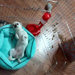 사고치면 웃는개... 보셨나요? 화이트 치와와!!!!!!!!(사진있음)