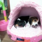 ☆♥♥♥우리집비글을소개합니당♥♥♥☆