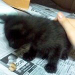 고양이 길러주실 분 !! ㅠ *우리집 업둥이 자랑 ㅋ