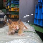 울 회사에 <b>거주</b>하는 귀요미폭팔 냥냥이