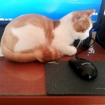 이 고양이 <b>종류</b>가 뭔가요??