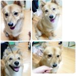 [개판] 우리 둥이만한 개가 없군여...... (봐주세여ㅠ)