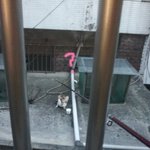 냥이판)):♥  낚시대로 길고양이 밥주는여자