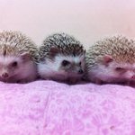 ★고슴도치판★ ※스압주의※