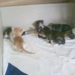 [개냥하우스] 여기가 사람 집이야 <b>동물</b>의 집이야? 2탄