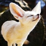 <b>요망</b>하고 음란한 여우년 ㅡㅡ