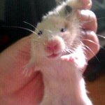 ♥요로콤 <b>기여</b>운 골든햄슈터 보셧나요????????????♥