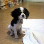 [사진스압有추가★]사람 뺨치는외모의 우리 아나!♥