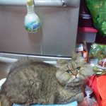 고슴잉&amp;고양이 안보면 후회합니데잉 (사진 마늠 ㅎ