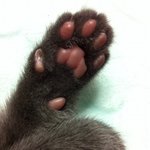 ★★★즈집 고양님 양갱이 소개 올립니다★★★