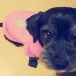 5월24일 서울 성북구 성신여<b>대역</b>근처에서 실종된 검정색 믹스견 찾습니다...