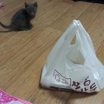 울 옹이 러시안블루~~