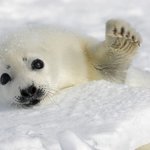 ★♩♪♬[포메]악기돋는우리하프~.~♩♪♬★