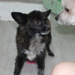 강아지 주인을 찾아주세요.. (검은색 여아, 30cm <b>미만</b>)