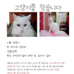 고양이를 찾아요~