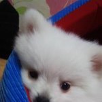 이쁜데다가 불도 쏘는 우리 개똥이♡