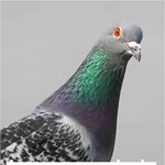 참 <b>유감</b>이겠군요?