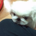 완전 깝돌이 우리 강아지 ㅋㅋㅋㅋ