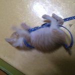 (사진有/스압) [고양이+개판]★[귀염터짐] 두마리의 고양이 (1개월된...