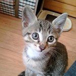 ( ++사진추가!! )고양이 주제에 잘생긴 우리집 고양이를 소개함다^...