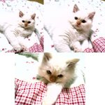 사고치면 웃는개에 <b>이은</b> 기분나쁘면 표현하는고양이...