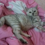 ★안마해주는 효녀냥이 내사랑 라떼 ★