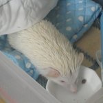 우리집 귀염둥이 <b>모모</b>를 소개합니다♥