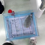 우리집의귀염둥이고슴도치남매!