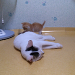 2탄!!_(사진有) [고양이판]★[귀염터짐] 두마리의 고양이 (1개월된...
