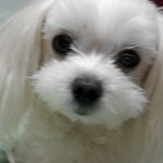 자기가 사람인줄 알고사는 <b>보리</b> 3탄!!!!!!!!