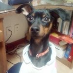 우리집 사람같은 미니핀 땡칠이를 소개합니다.