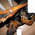 ✿강아지네마리 토끼한마리✿ 12