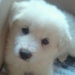★★★풍산개이야기 - 달자의 봄ㅋㅋ ★★★
