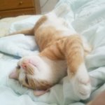 고양이 <b>칸쵸</b>와 나쵸의 사진집  - 사진有