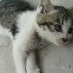 (사진有)길냥이 <b>울</b><b>집</b> 탐방기!!!!