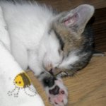 3탄(사진有스압열매세번머겅)우리집귀여운<b>요미</b>를소개합니다