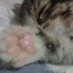 ####[<b>야옹</b>이판]  랑콩이구경오thㅔ여 (사진有)