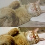 ◆◇2탄!)사진有)우리집 호랑이<b>st</b> 고양이를 소개합니다◇◆