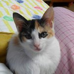 [묘판♥] 사고뭉치 우리집 막내 김비비양을 고발합니다(사진有<b>재석</b>짱)