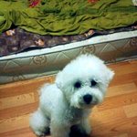 ★★★★(사진有)천방지축 <b>비숑</b>프리제 망구★★★★